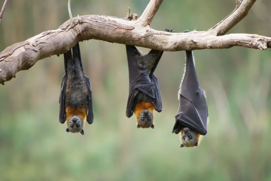 Bat Spiritual Meaning