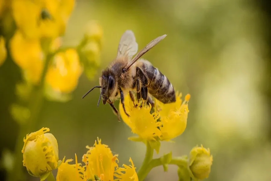 Bee Spiritual Meaning