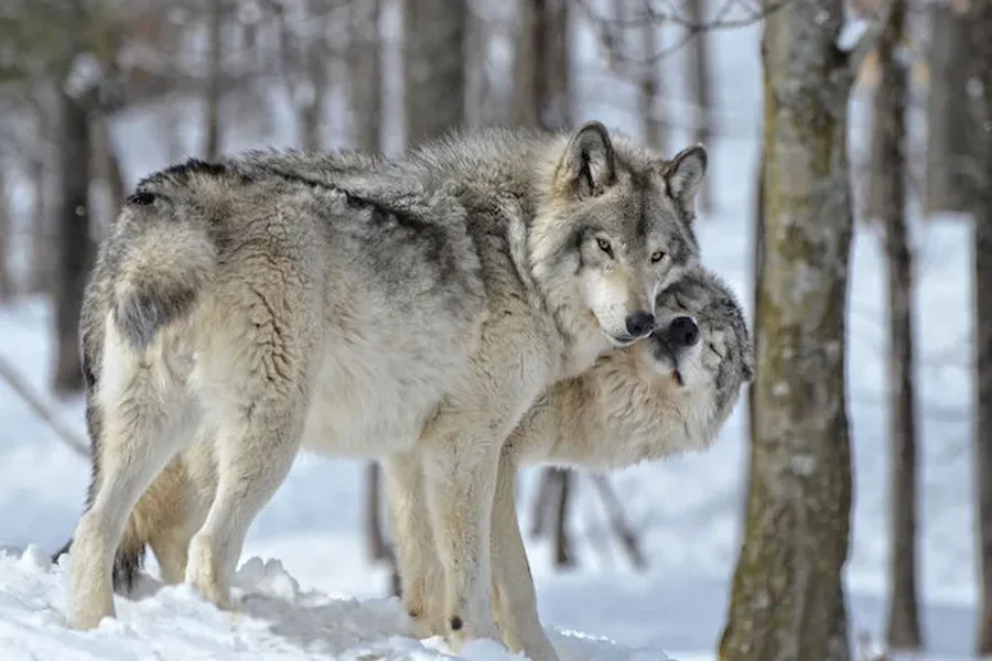 Wolf Spirit Animal