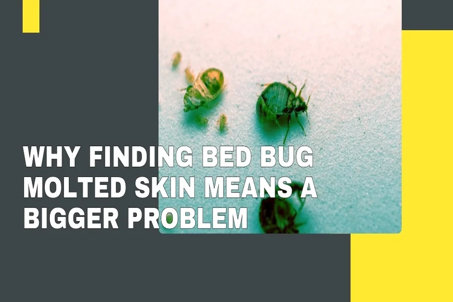 Bed Bug